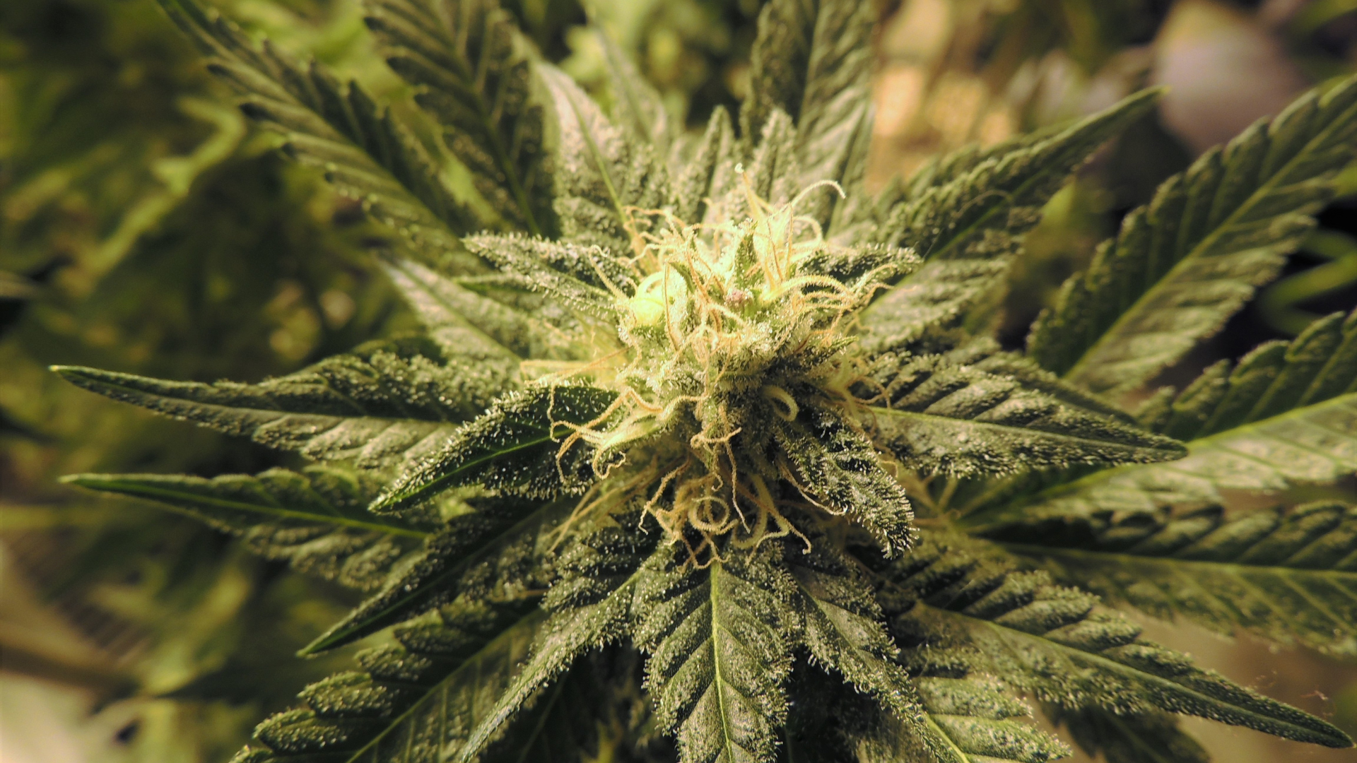 CBD for stress: how cannabidiol helps you relax |  Tereno