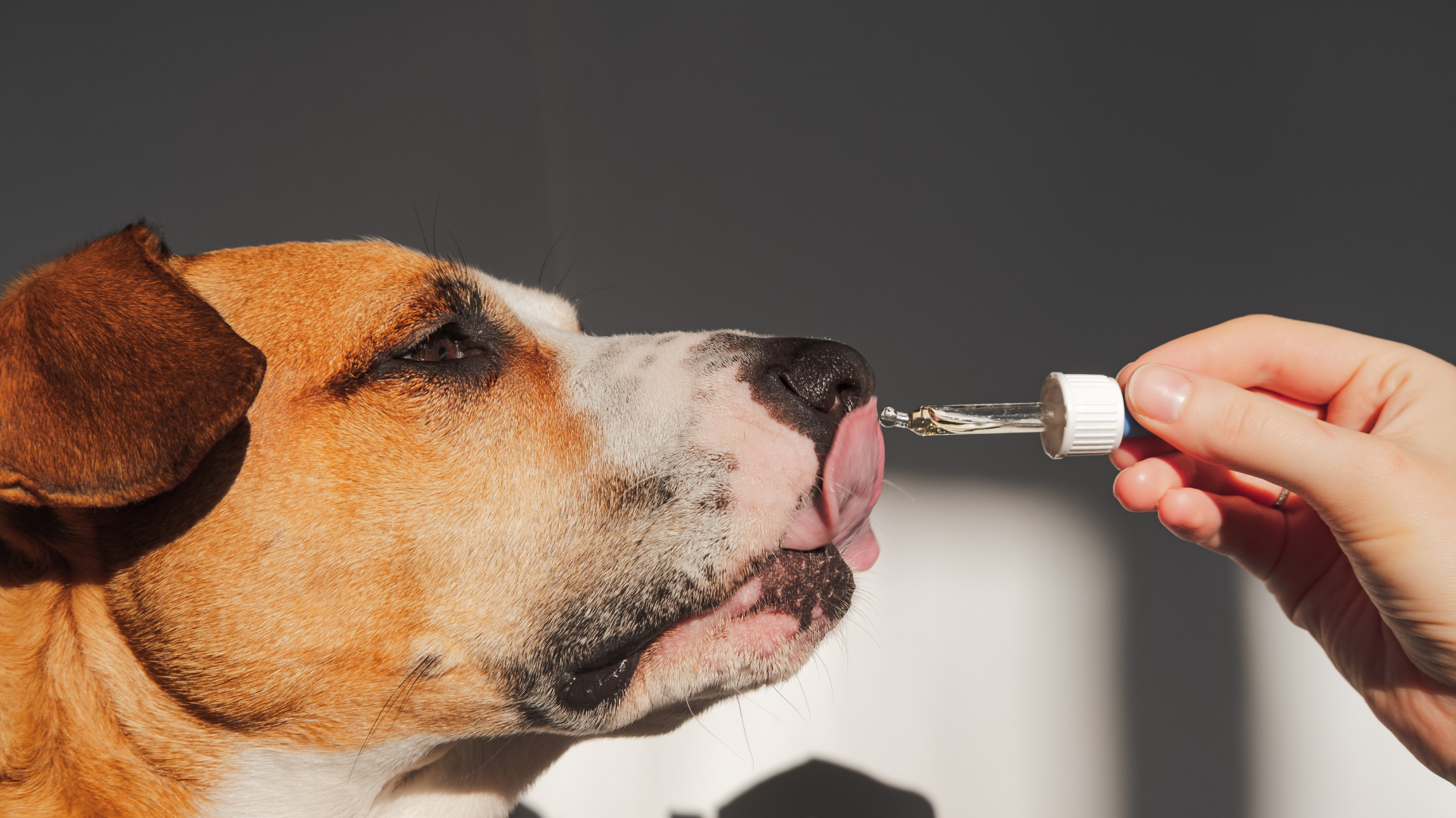 CBD for Pets: A Complete Guide